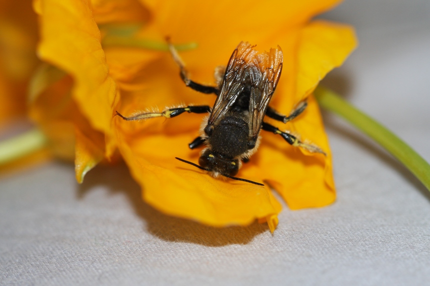 European Wool-carder bee (Anthidium manicatum)