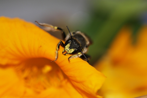 IMG_9603-European Wool-carder bee (Anthidium manicatum)