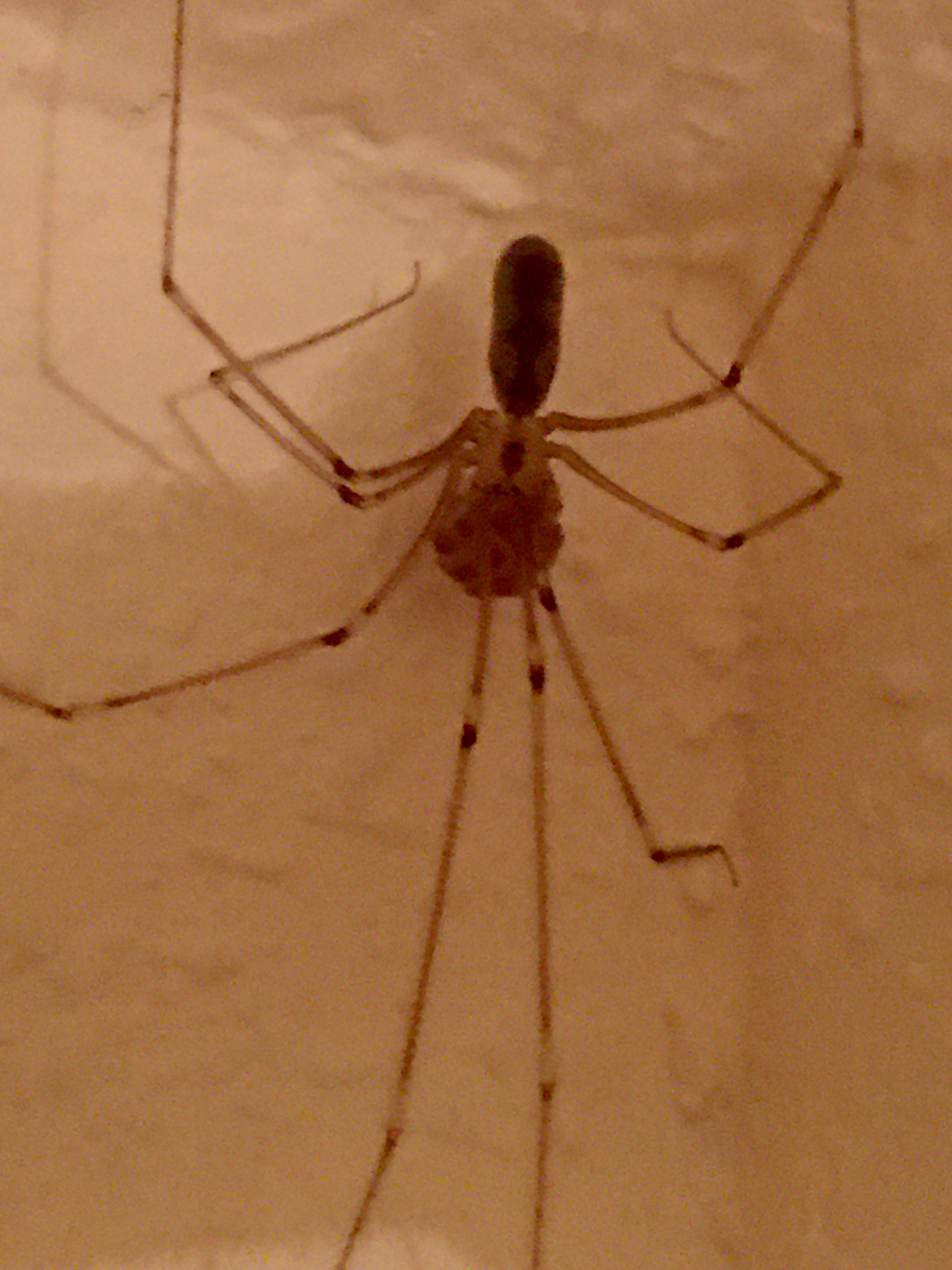 Spider Sleuthing in The San Juans – Day 6, Mommy Long Legs!