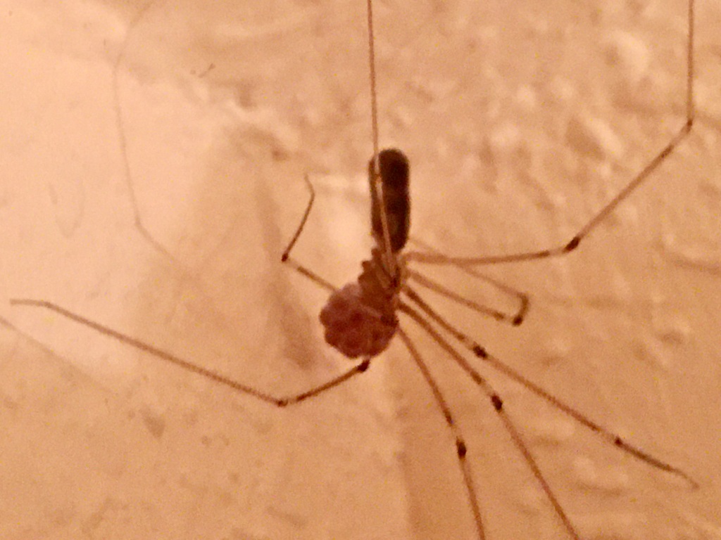 Spider Sleuthing in The San Juans – Day 6, Mommy Long Legs
